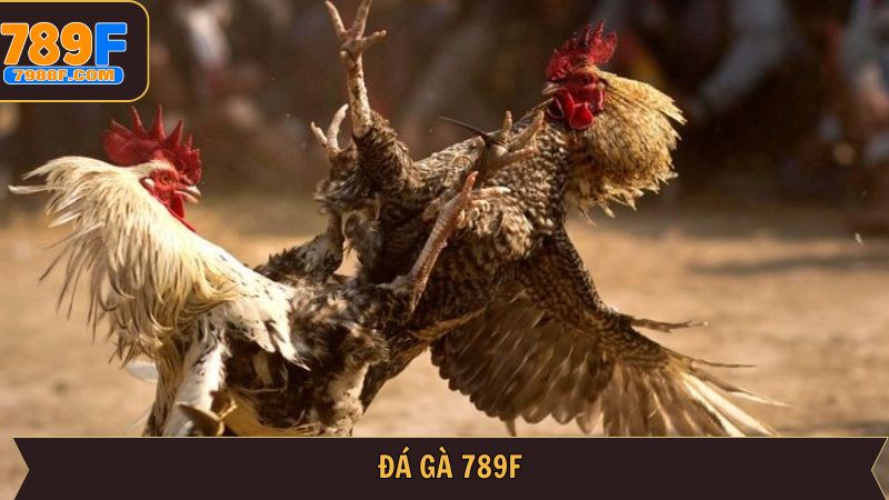 789F Đá Gà – Trực Tiếp Từ Trường Đấu Quốc Tế & Cược Hấp Dẫn